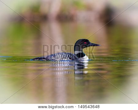 Common Loon breaching the water after having been in search of fish. This shot was taken on lac Creux northern Quebec Canada. Here you can see the incredible feather pattern these birds possess.