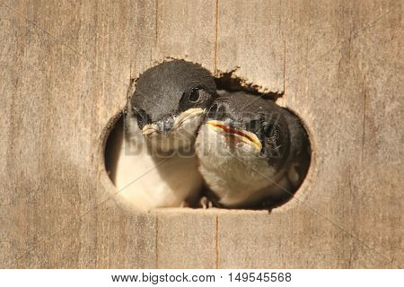 Pair of Baby Tree Swallows (tachycineta bicolor) looking out of a bird house