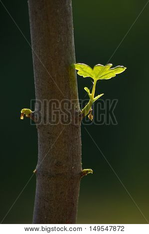 close up branch with young leaves in spring on a tree trunk