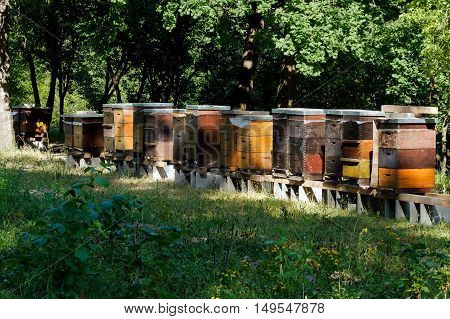 Row of wooden beehives with trees in the background