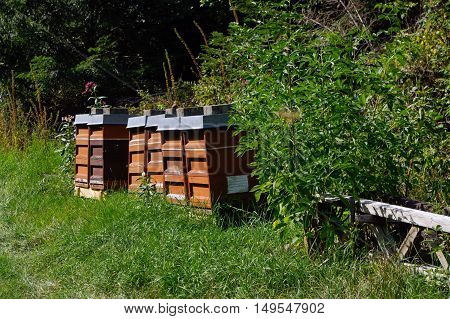 Row of wooden beehives with trees in the background