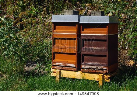 wooden beehives with trees in the background