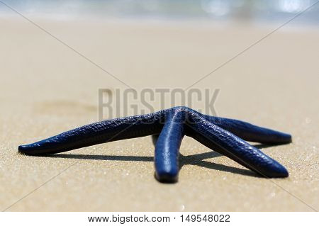 Blue starfish on the white sand in Thailand