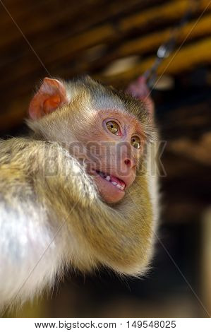 a young brown macaca monkey in Chains. Thailand