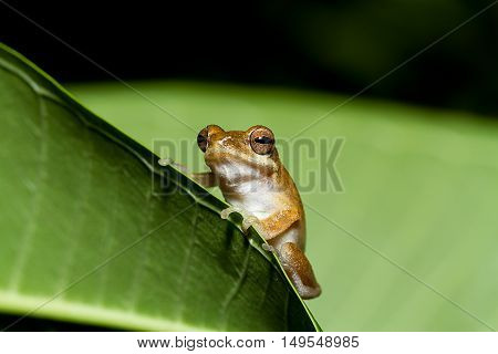 Close up golden tree frog on tree at Phuket Province .Thailand
