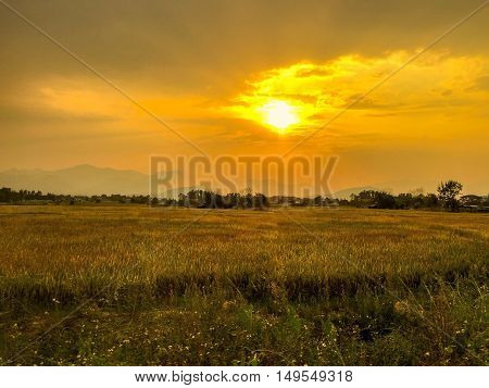 Sun sunset ligth garden color yellow nature view beautiful