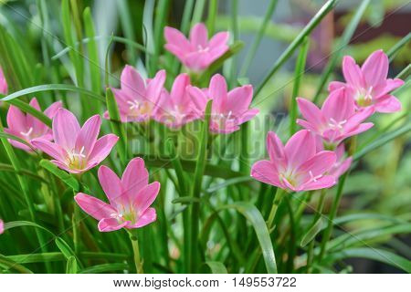 A flower head of a drought tolerant. Easy to grow And beautiful flowers Popular planted in the garden plots. And planting flowers in pots for the audience. The advantage of using a cover crop.