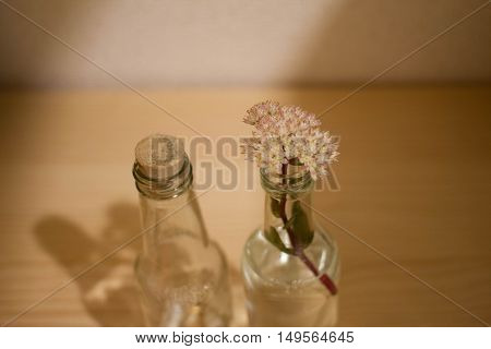 botanical water in glass with shell .
