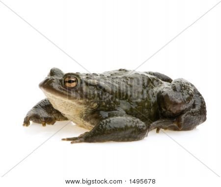 Обыкновенная жаба - Bufo Bufo