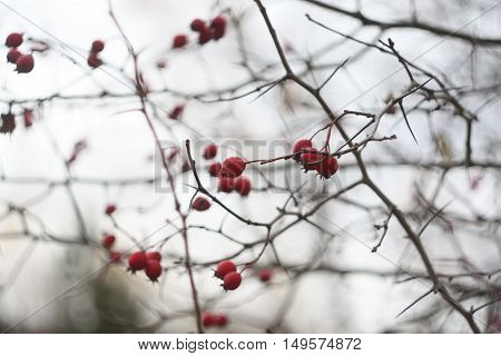 Ripered hawthorn berries on a tree at autumn.