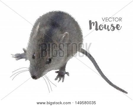 House mouse on white looking up. Pointillism technique