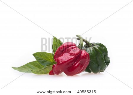 Trinidad Moruga Scorpion