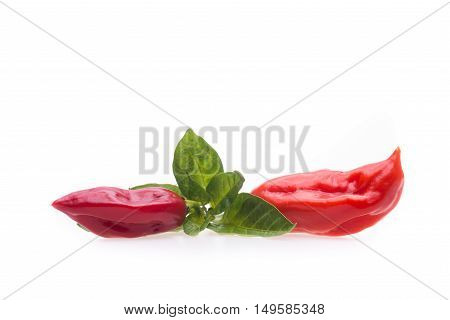Naga Morich Chili Pepper