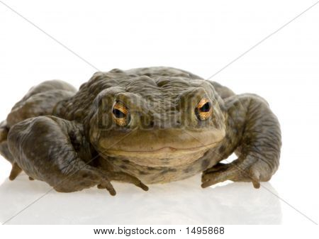 Обыкновенная жаба - Bufo Bufo