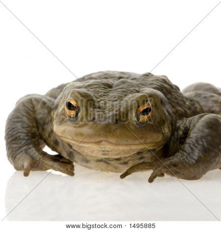 Обыкновенная жаба - Bufo Bufo