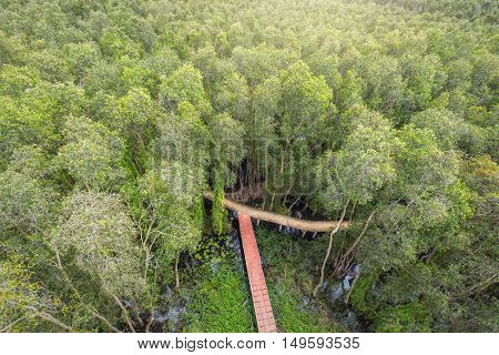 Small road through the melaleuca forests view from above