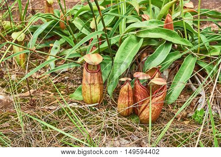 tropical pitcher plant or monkey cup in the nature