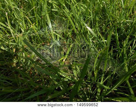 Morning dewdrops on spider web in grass