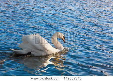 swan at the lake looking at camera
