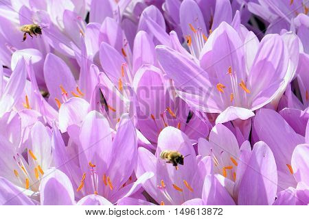 Bees and Autumn Crocus. Bees flying above flowers.