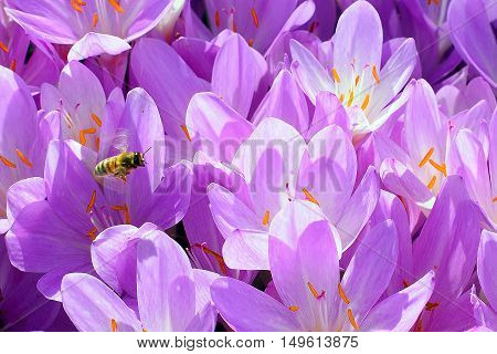 Bee and flowers.  Bees flying above Autumn Crocus.