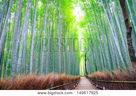 Bamboo Forest in Japan