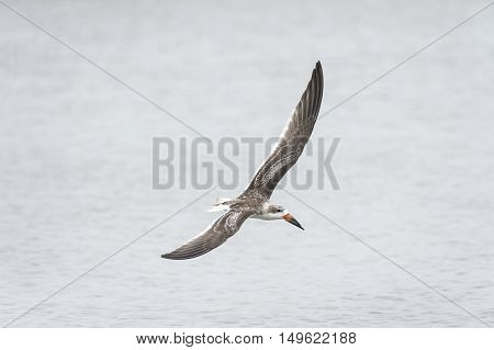 Banking juvenile Black Skimmer shows off its long wings