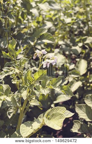Potato bush blooming with white flowers. Selective focus.