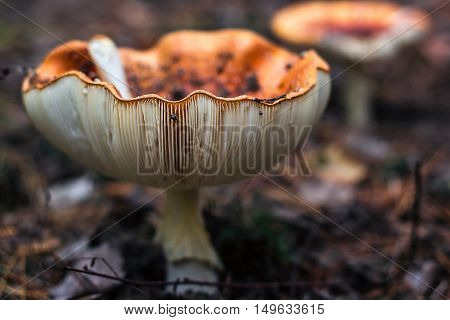 Poisonous mushrooms fungus toadstools in the forest Bright red mushroom fly agaric growing forest top view macro photo selective focus Close-up picture of Amanita in nature toxic mushroom fungus photo