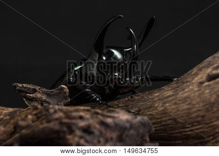 Three-horned Beetle (chalcosoma Caucasus)