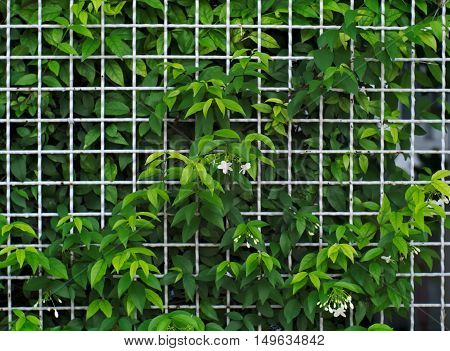 White steel grid fence covered with Wrightia religiosa a kind of flowering plant