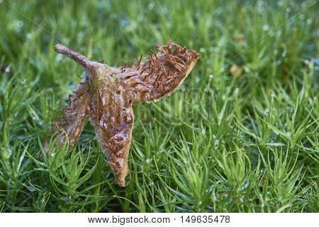 Detailed view of the shell beechnuts lying on moss
