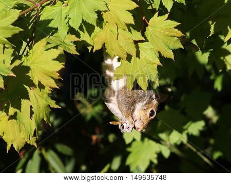 An Eastern Gray Squirrel eating Maple seeds