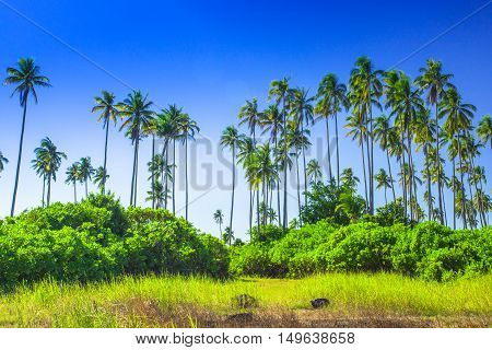 Landscapes On An Island
