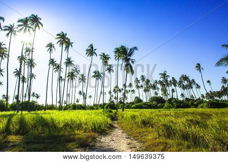 Landscapes On An Island