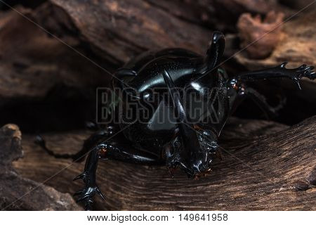 Three-horned Beetle (chalcosoma Caucasus)