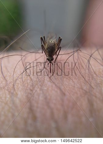 Mosquito sucking blood from human. Mosquitoes - peddlers infections.