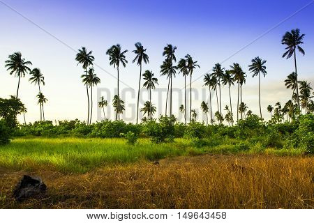 Landscapes On An Island