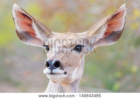 Cute Elegant Kudu Female Head Close Up And Portrait. Wildlife Safari In The Kruger National Park, Th