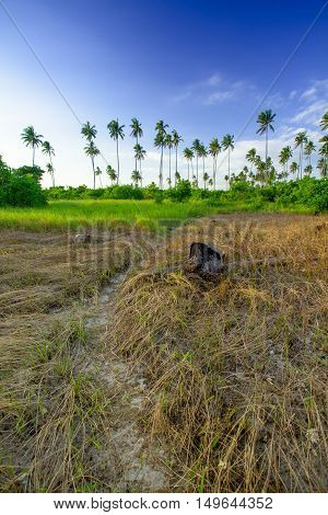 Landscapes On An Island