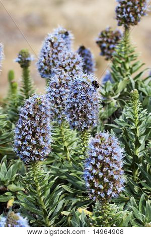Fiori blu