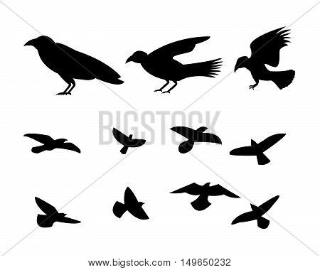 Silhouette flying raven bird in vector design