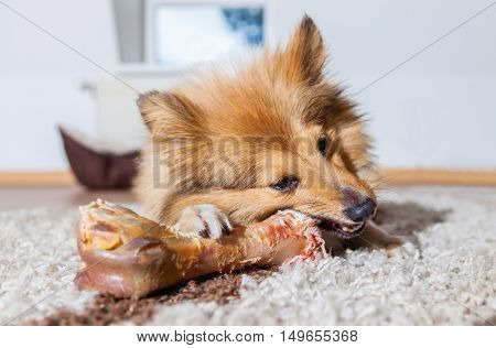 a Shetland Sheepdog chews a pig bone
