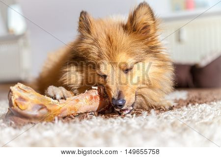 a Shetland Sheepdog chews a pig bone