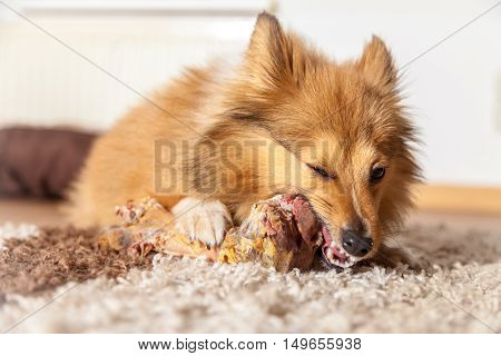a Shetland Sheepdog chews a pig bone