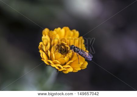 insect on a orange flower outdoor macro closeup