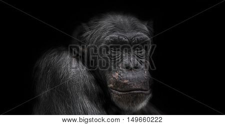 Thinking chimpanzee portrait close up in 2016