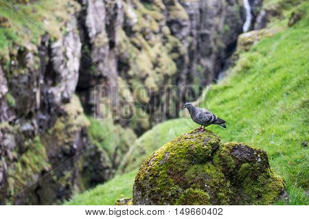 Felsentaube, Columba Livia