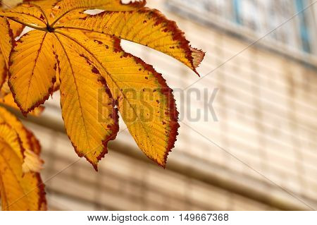 Autumn etude with leaves of a chestnut tree