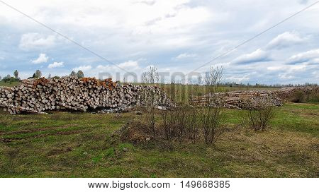 Racks with logs in the field environmental disaster. deforestation